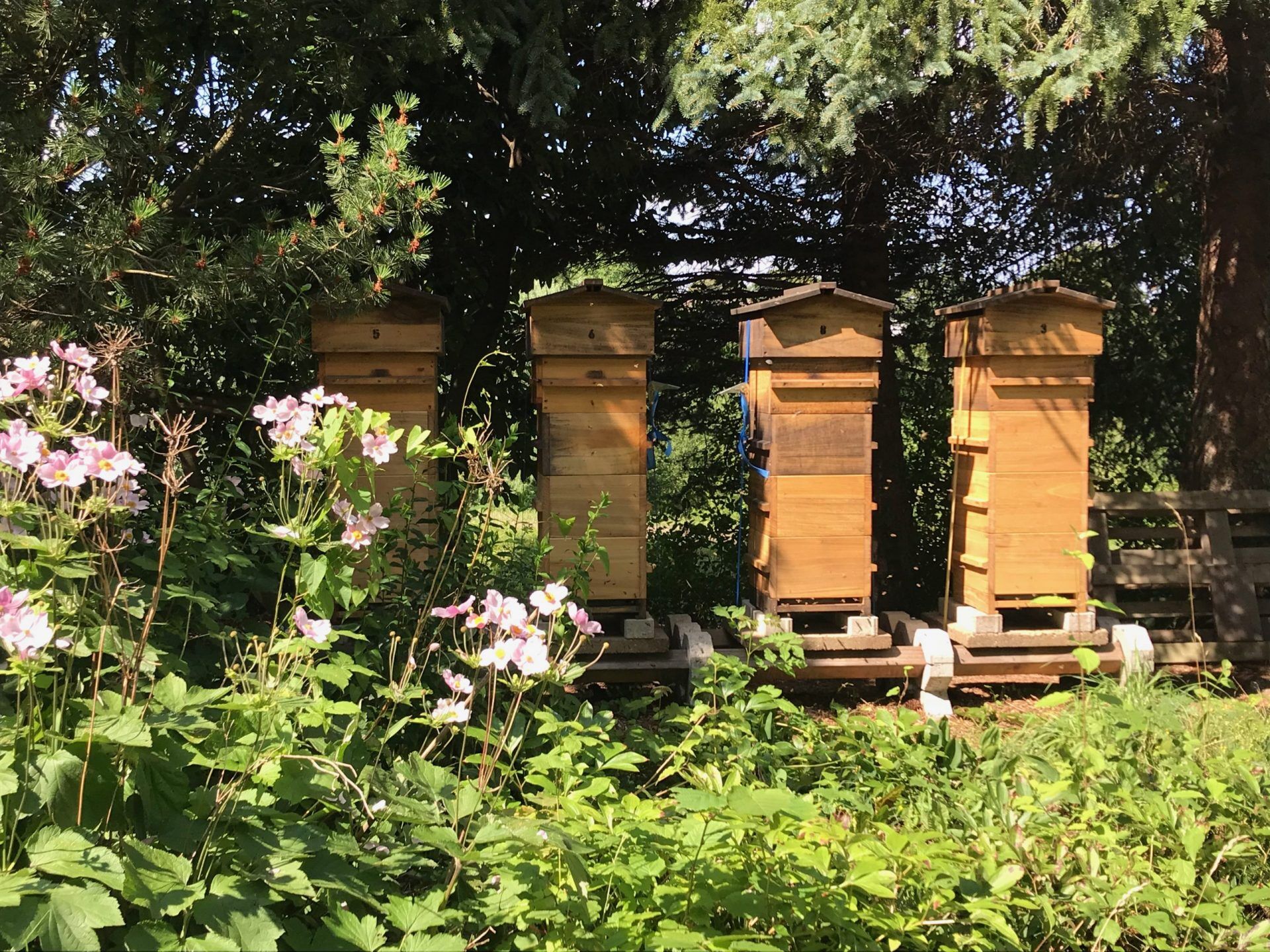 Bienenhaltung Imkerei Linnigmannstaße